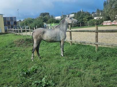 Ecurie des maisons neuves, Pension pour Chevaux à Nogent-le-Rotrou