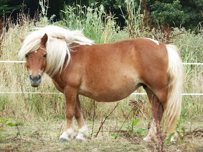 ECURIES FBK, Centre Equestres à Oudon
