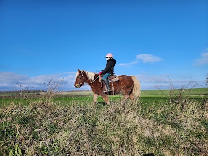 L'écurie Savignoise, Pension pour Chevaux à Savigny-sous-Faye