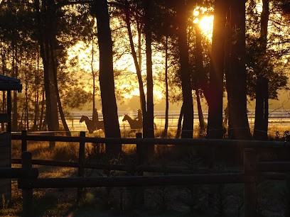 Ludovic Cadot - Entrainement chevaux de courses, Centre Equestres à La Teste-de-Buch