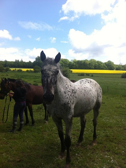Door Michèle, Centre Equestres à Haute-Vigneulles