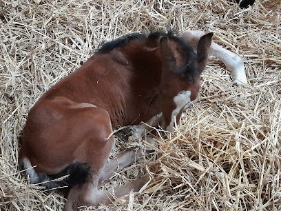 Ecurie de Rimatou, Centre Equestres à Fontenoy