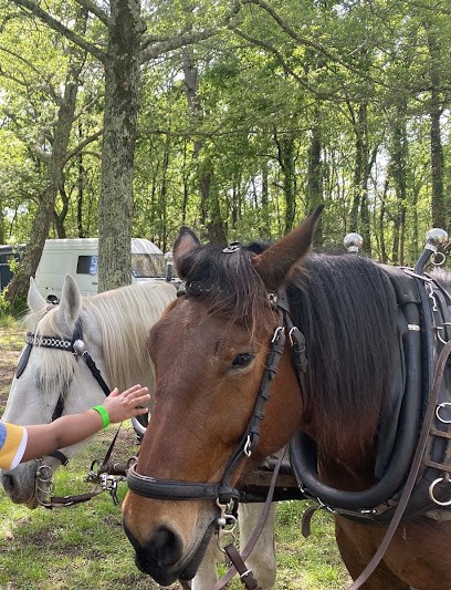 Stéphanie Renoux -macaleche.fr, Centre Equestres à Soustons