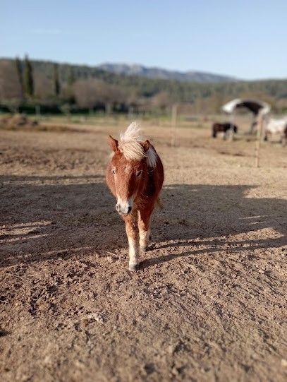Livestock Les Hautes Canebières, Centre Equestres à Correns