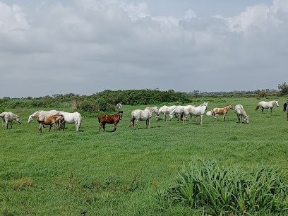 Domaine De Quatret, Centre Equestres à Vauvert