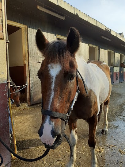 Poney-Club Saint Germain Fourqueux, Centre Equestres à Fourqueux