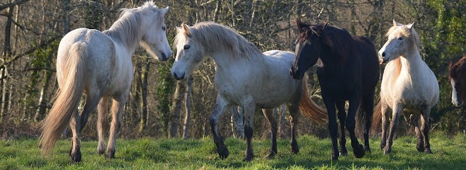 Les Crinières De L'ouest, Centre Equestres à Lanvénégen