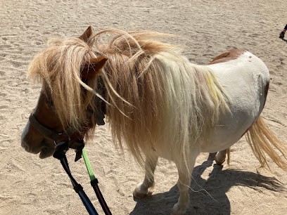 CENTRE EQUESTRE DE PORNIC HUCHEPIE, Centre Equestres à Pornic