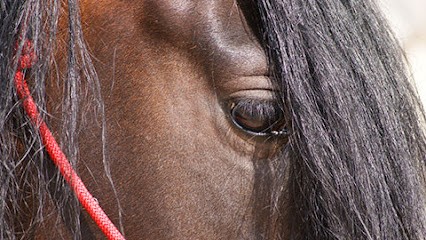 Stables El Bocado, Pension pour Chevaux à Saint-Thibéry
