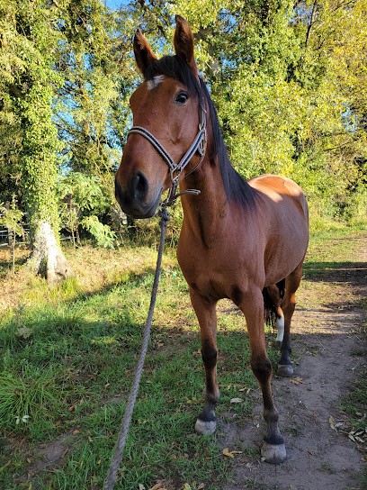 Area Equestrian Sainte Terre, Centre Equestres à Sainte-Terre