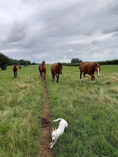 Haras Du Saint Georges, Pension pour Chevaux à Escarmain