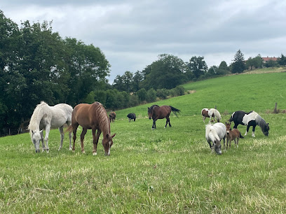 Les Écuries J'adore Pension Pour Chevaux à Saint-Martin-en-Haut
