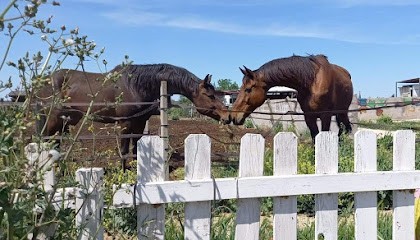 Centre équestre aubordois, Pension pour Chevaux à Aubord