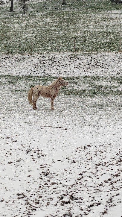 Ecurie Des Zouaves, Centre Equestres à Souchez