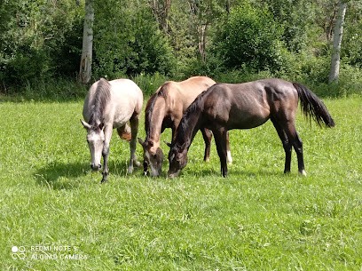 Les Ecuries De Préchat, Centre Equestres à Magné