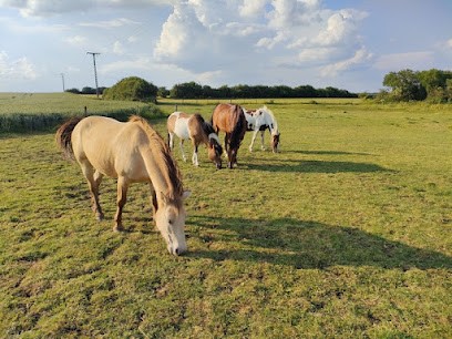 Elevage du Grijolot, Pension pour Chevaux à Thumeréville