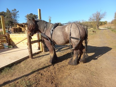 Écurie La Caleche Philadelphia, Pension pour Chevaux à Sainte-Marie-la-Mer