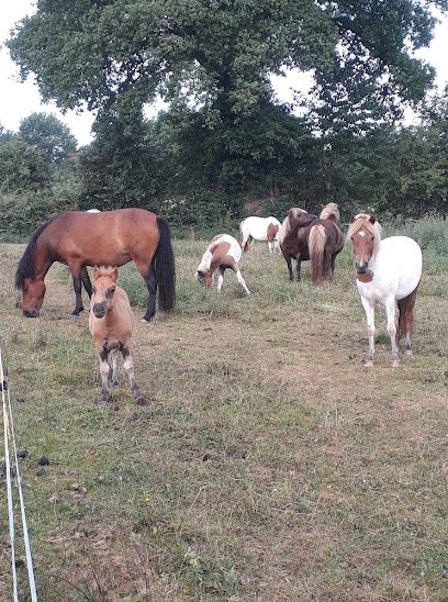 Les Licornes Des Mazet, Pension pour Chevaux à Saint-Amand-sur-Sèvre