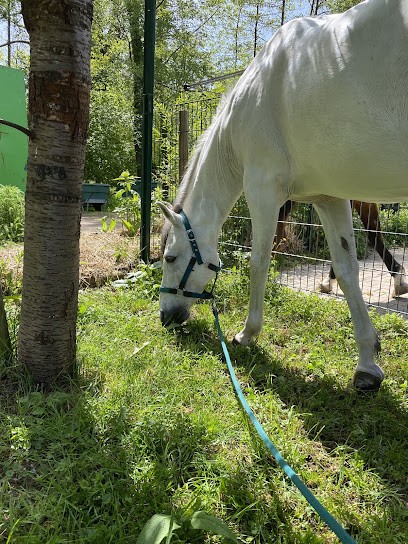 Ecurie Du Tichweg, Centre Equestres à Colmar