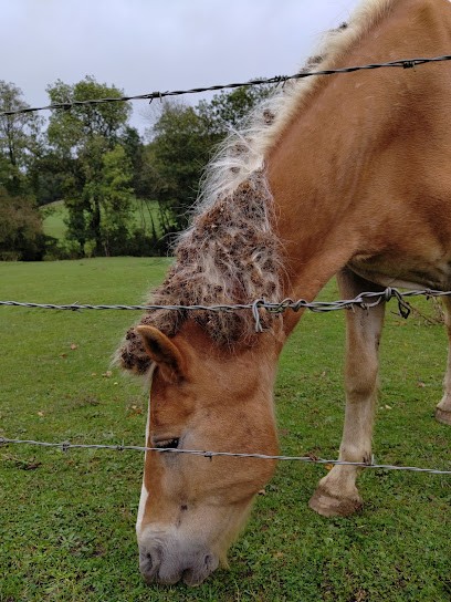 Farm Equestre Du Val Arbin, Centre Equestres à Culmont