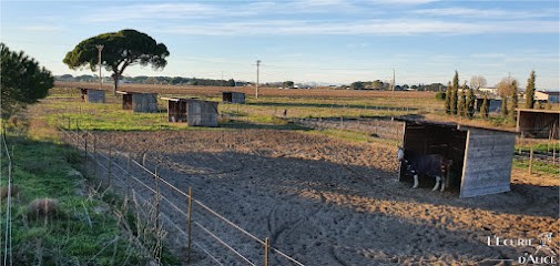 L'Ecurie D'Alice, Pension pour Chevaux à Saint-Laurent-d'Aigouze