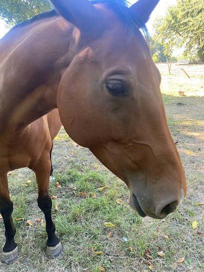 PONEY CLUB DE NANTEUIL, Centre Equestres à Nanteuil-le-Haudouin