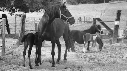 Horsadama, Pension pour Chevaux à Ychoux