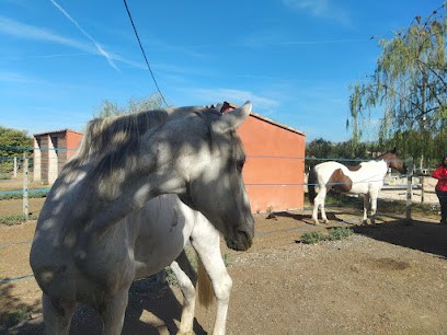 ECURIES DU PARADIS, Centre Equestres au Beausset