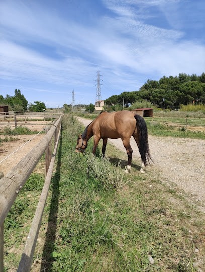 Haras Du Castel, Pension pour Chevaux à Lattes