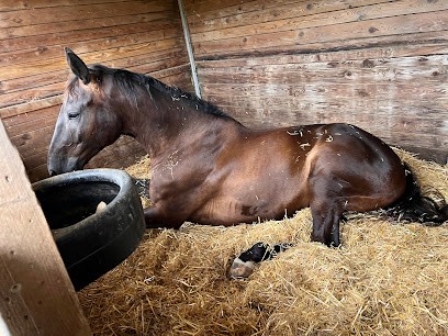Ecurie Du Rosé, Pension pour Chevaux à Thairé