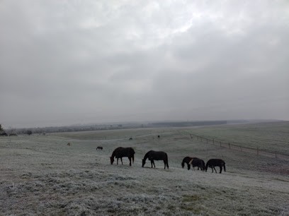 Pension retraite pour chevaux - Ferme Saint Amand, Pension pour Chevaux à Saizerais