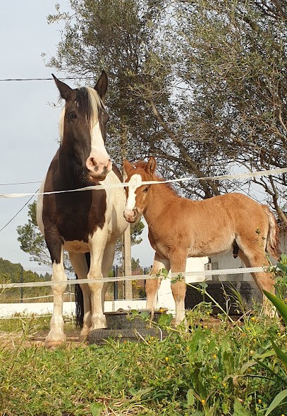 Écuries De La Foux, Centre Equestres à Cuers