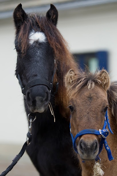 Les Ecuries D'anjou, Centre Equestres à Savennières