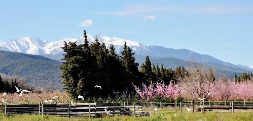 Crinière d'Or, Pension pour Chevaux à Millas