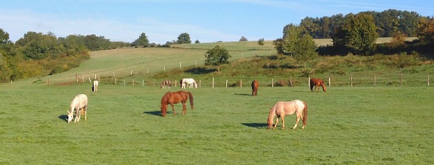 Les Écuries de Trotignon, Pension pour Chevaux à Lescherolles
