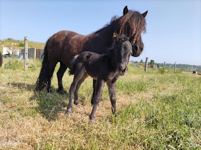 Le Ranch des Chênes, Pension pour Chevaux à Coignières
