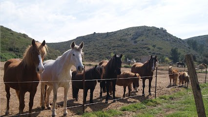 The Ponies Du Castellas, Centre Equestres à Montredon-des-Corbières