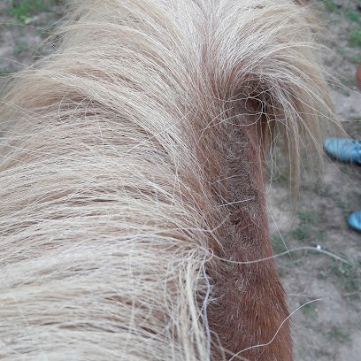 Ecurie Angot, Centre Equestres au Tronquay