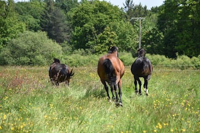 LES SABOTS DU GRAND BOIS, Pension pour Chevaux à Québriac