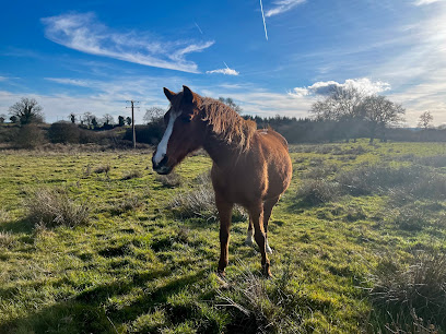 Pension Des Ternes Pension Pour Chevaux à Saint-Pierre-le-Bost