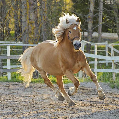 Ecurie Des Trois Croix Pension Pour Chevaux au Merlerault