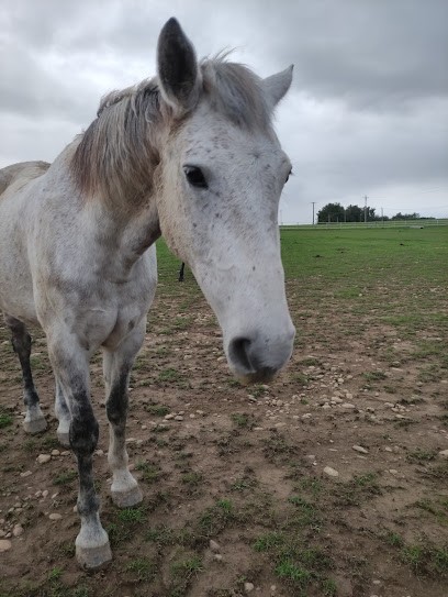 La Licorne Bleue, Centre Equestres à Pisieu