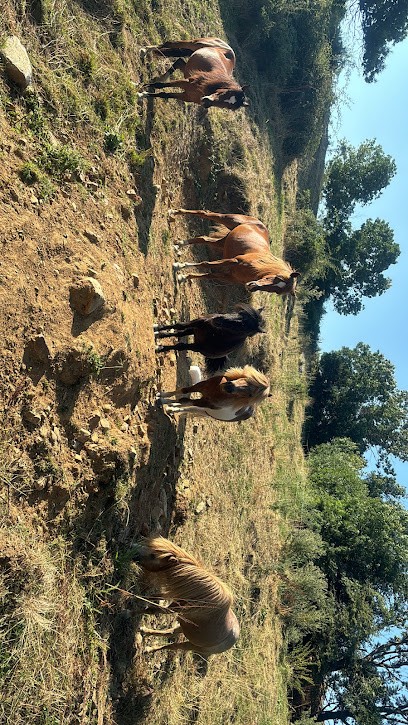 Les poneys de la Fontaine, Centre Equestres à Saint-Julien-le-Roux