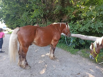 Association Au Rêve des Pitchounes, Pension pour Chevaux à Marthod