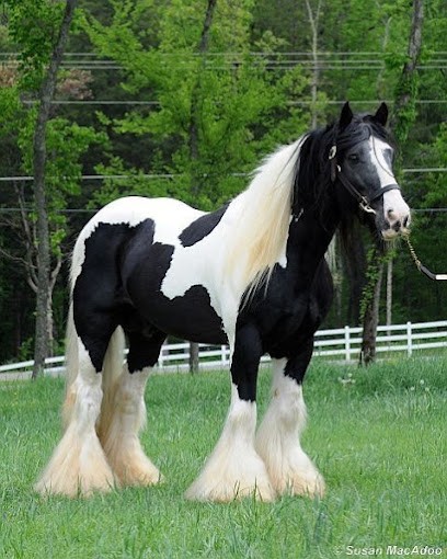 CENTRE EQUESTRE DE TIMBORNE, Centre Equestres à Comines