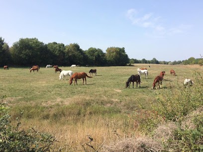 Stables Du Val De Loire, Centre Equestres à Loireauxence