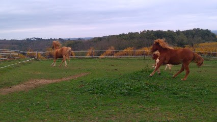 centre de tourisme équestre LE HARAS, Centre Equestres à Saint-Thomas-de-Conac