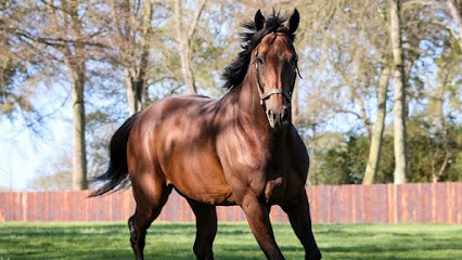 Écurie Stéphane Wattel, Centre Equestres à Deauville