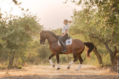 Ecurie Brigitte Bonnot, Pension pour Chevaux à Boulbon