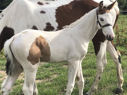 Écurie du Bourg Joly, Centre Equestres à Corzé
